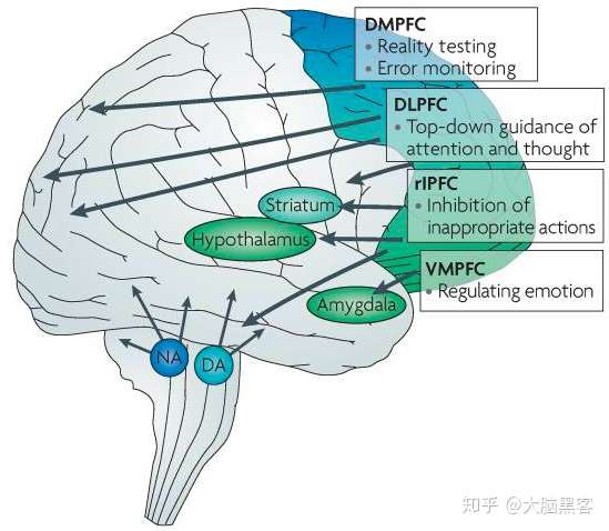 大脑前额叶皮层图片