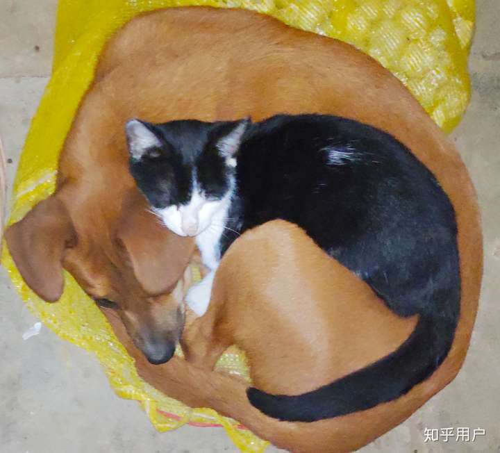 狗子身上. 在院子里晒太阳的两小只.