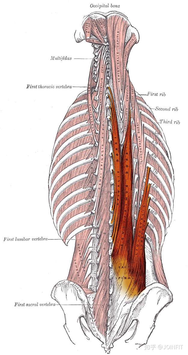 用鸟狗式来缓解背痛强化核心,增强脊柱抵抗负荷能力 - 知乎