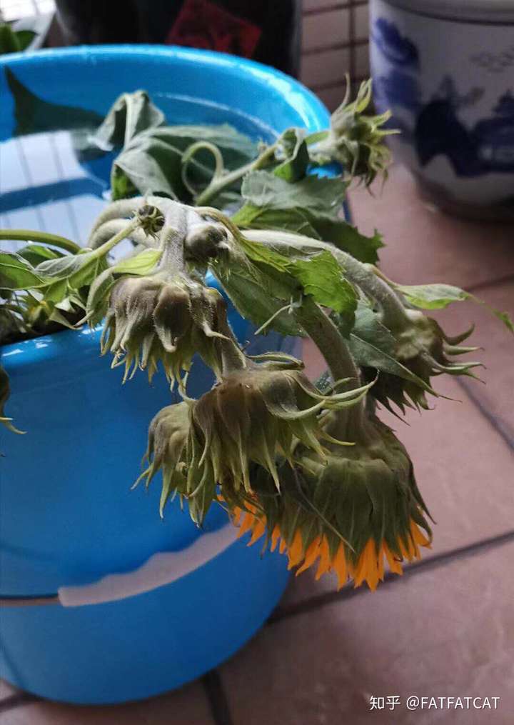 向日葵养护方法