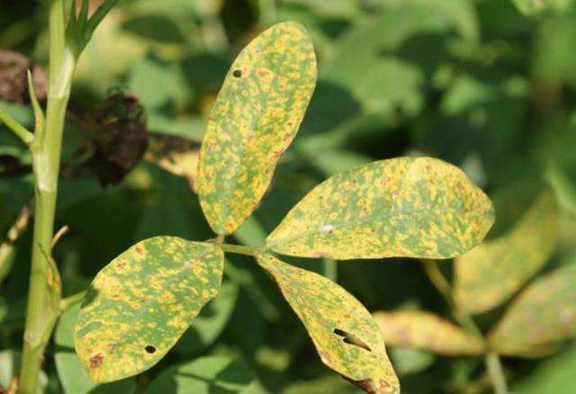 花生锈病频发怎么防治打药不是关键做好预防才是重点