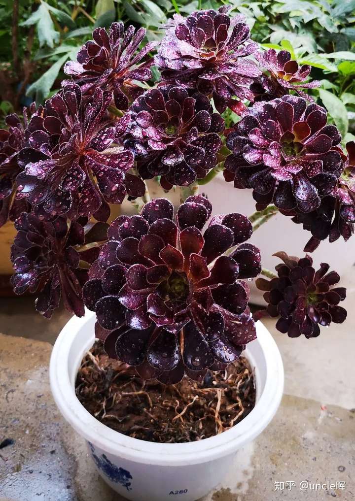 品种控看过来:最全多肉法师合集(上)