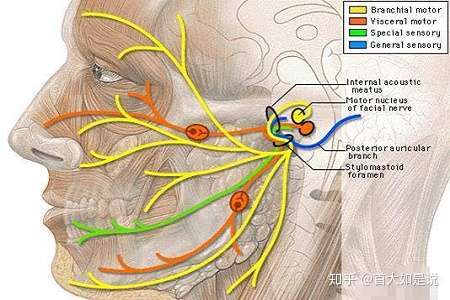 茎突周围神经解剖图图片