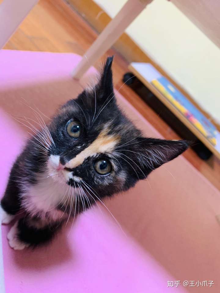 玳瑁猫有没有貌美的例外存在