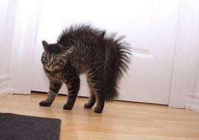 小猫炸毛弓形走路图片