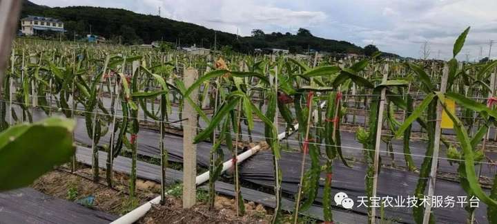 火龙果栽培排式架构改良详解
