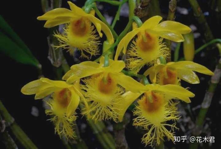 国家Ⅰ级濒危物种|苏瓣石斛和长苏石斛的鉴赏辨识与保护现状