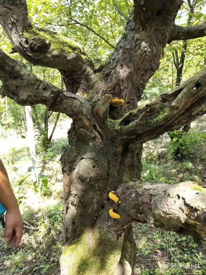 今天到了新货[爱心] 野生桑树桑黄越来越难采 买回去一定要坚持吃