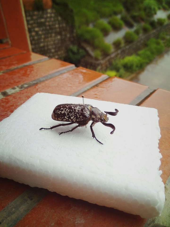 这是一只大云鳃金龟polyphylla laticollis lewis(眼动斜体)