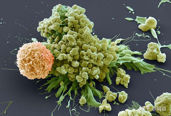 嵪县 细胞生物学博士 与nicole ottawa和oliver meckes相约于" 科学