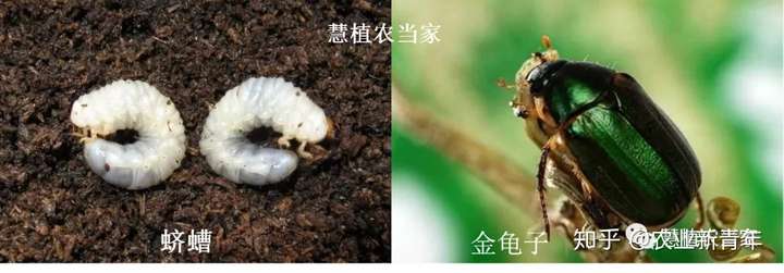 地下害虫系列(一):我国常见金龟子(蛴螬)的识别和防治