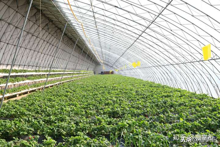 建冬暖式大棚正确的方案你知道吗后期管理省大半人工开支