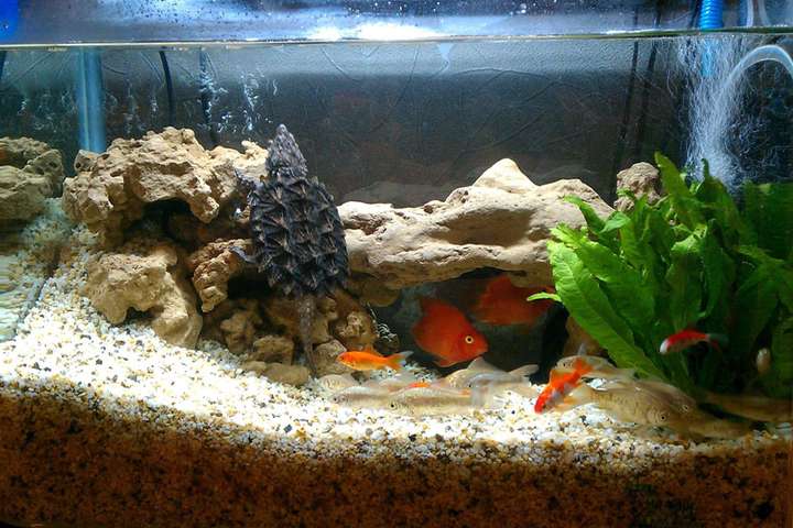 龟缸造景讲究多想要既好看又实用就得多下功夫