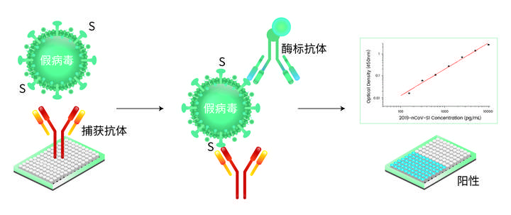 試劑盒,技術服務 4人 贊同了該文章 目前,新冠病毒的檢測主要依賴核酸