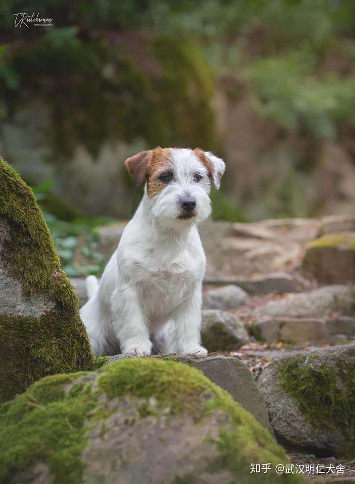 北京杰克罗素梗犬舍图片