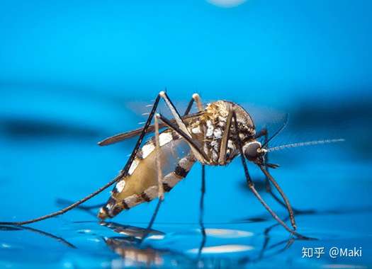 为啥秋天的蚊子这么毒秋天有蚊子怎么办