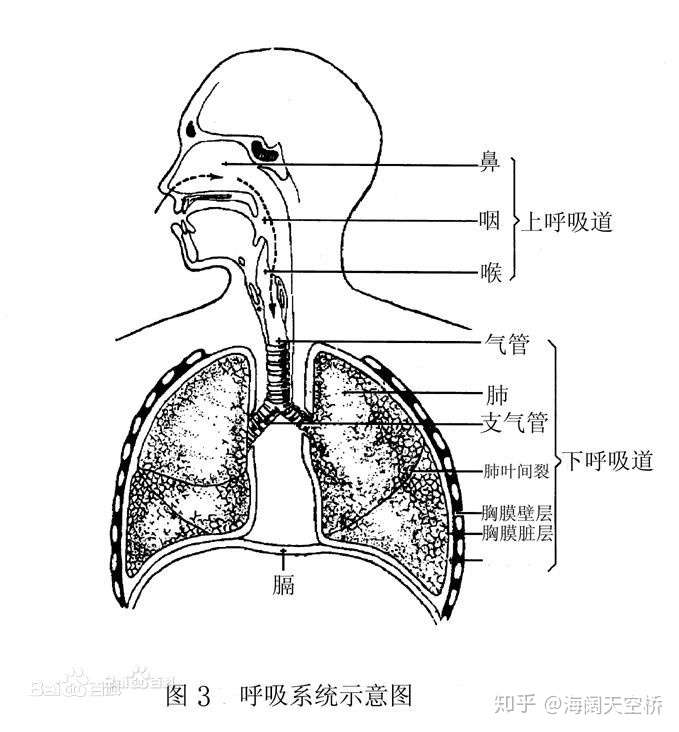 呼吸系统 简图图片