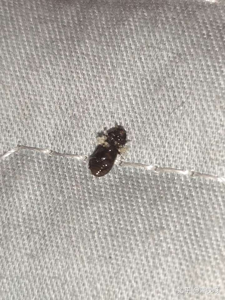 卧室出现好多小黑虫,求问这是什么虫子,蚊香熏不死?