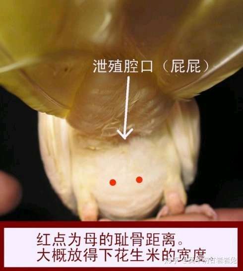 凤尾鱼临产肛门图图片