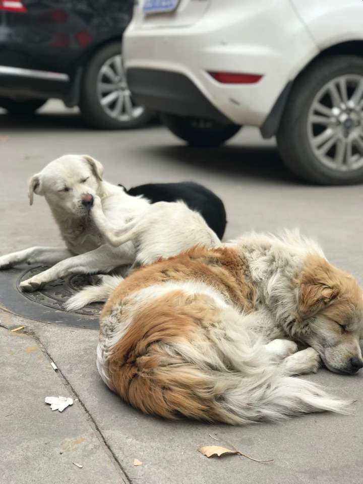 三只流浪狗,在暖气管道盖子上取暖.