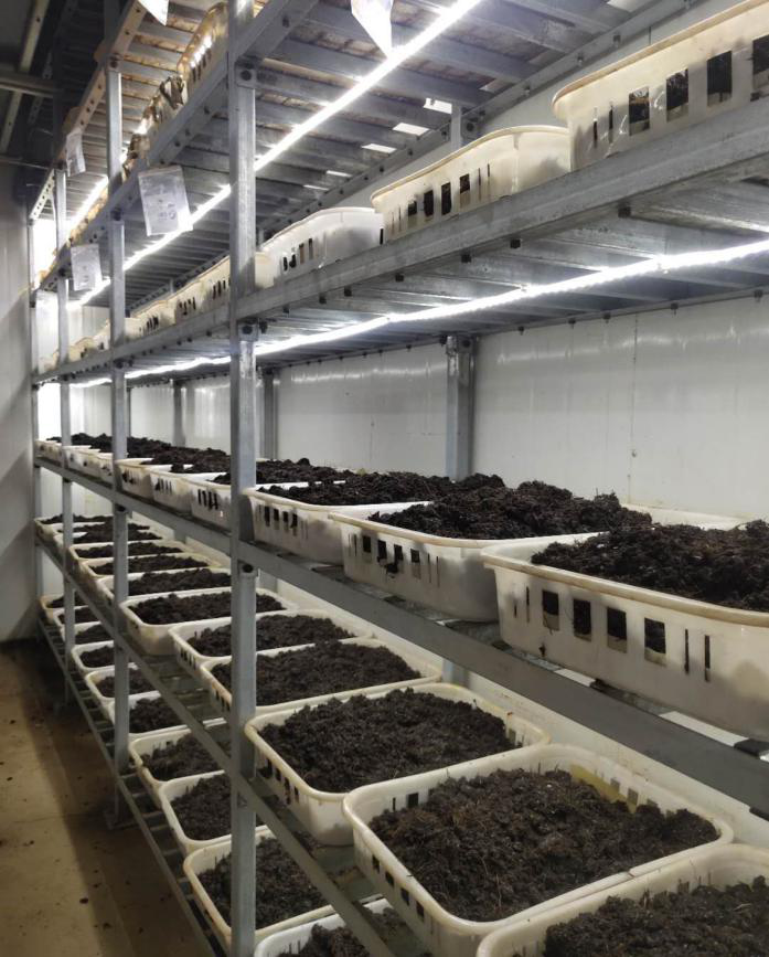 姬松茸,温度和湿度是食用菌生产条件中最易受环境影响而变化的因素