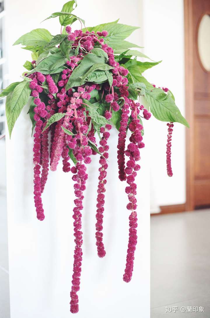 西安小原流兰印象花道秋景撩人的尾穗苋