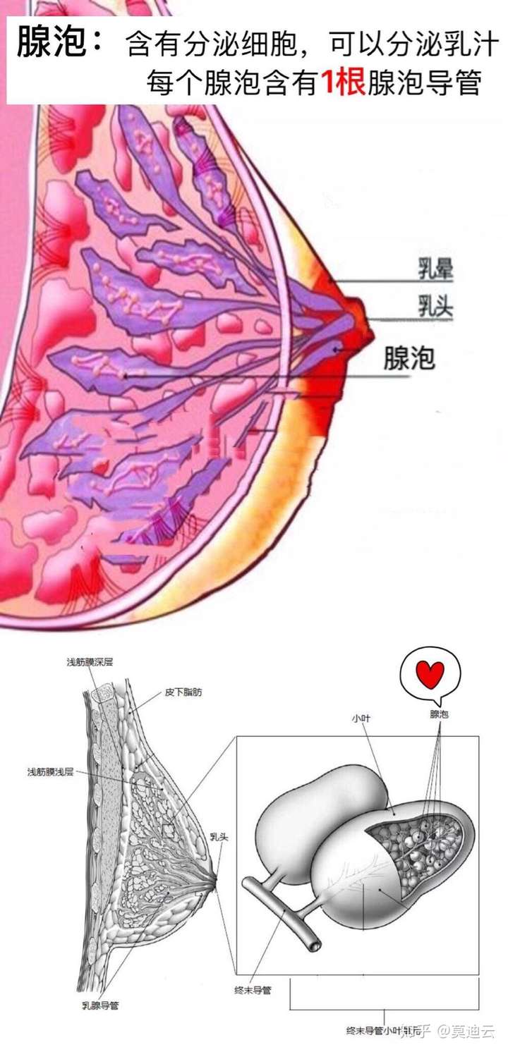 产奶必备之乳腺组织