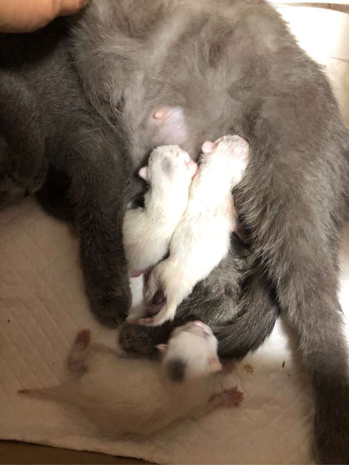 两只纯蓝色的英短,生出来一窝白猫是怎么回事?