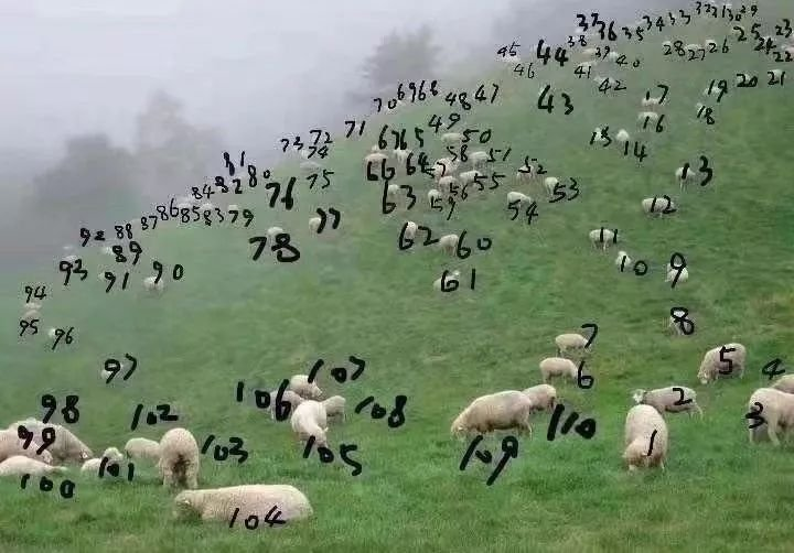 数数多少只羊图片图片