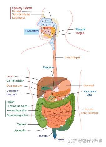 胃肠道 gastrointestinal tract