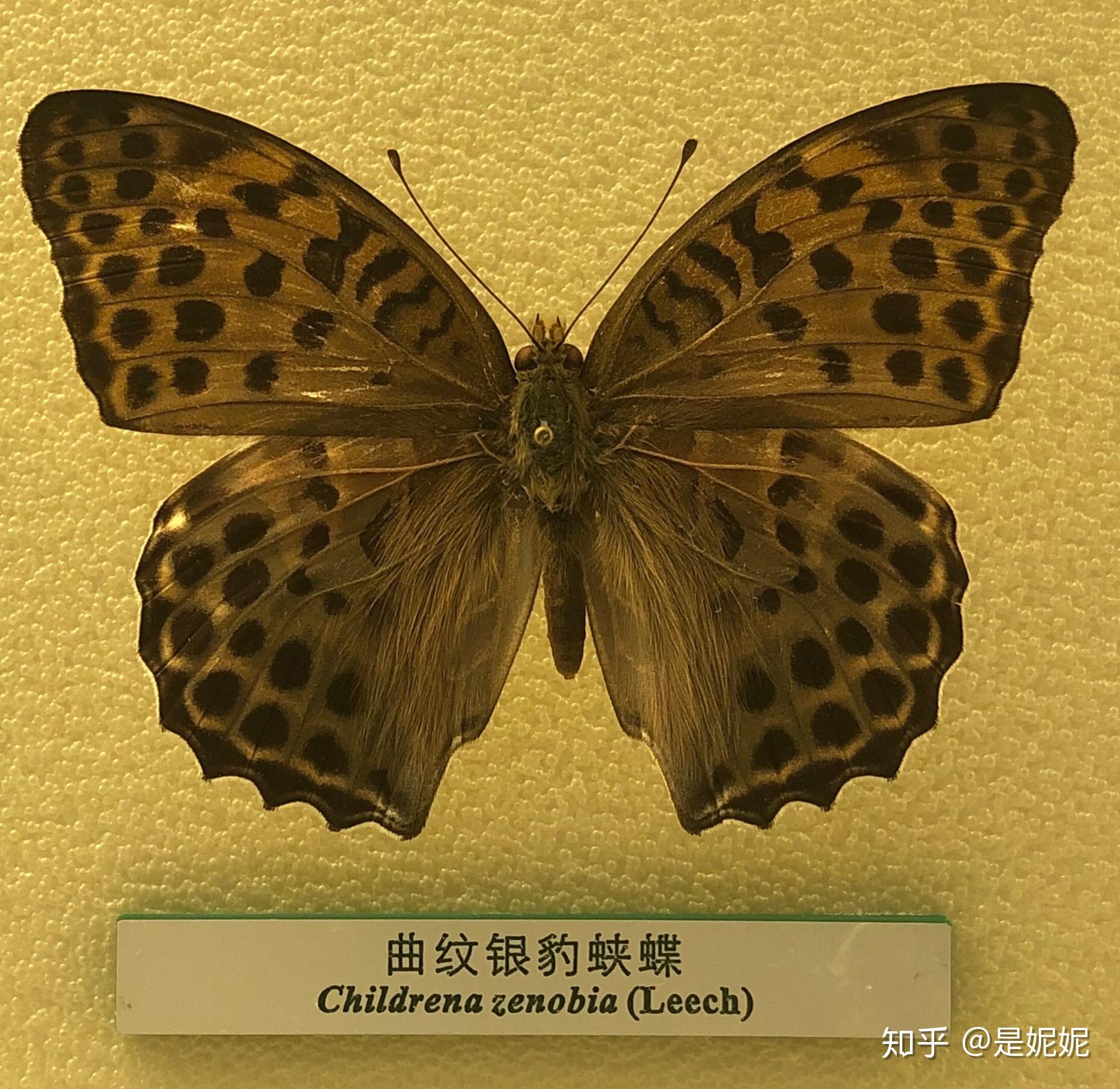 国家动物博物馆-观蝶【蝴蝶图鉴】 - 知乎