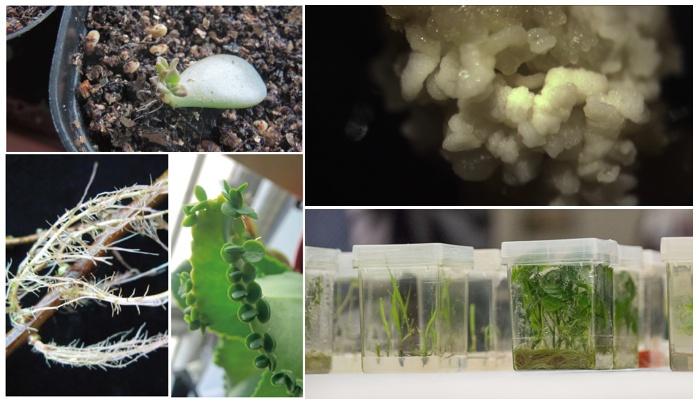 初探植物的根再生