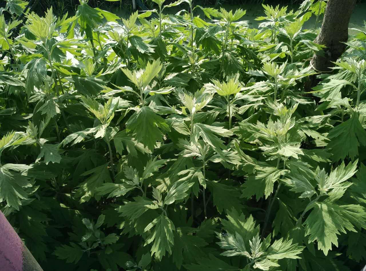 蕲春蕲艾种植基地端午蕲艾拍摄,艾条、艾叶、艾草、 _初心呢-站酷ZCOOL