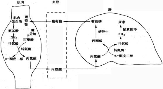 肝右叶斜径图片