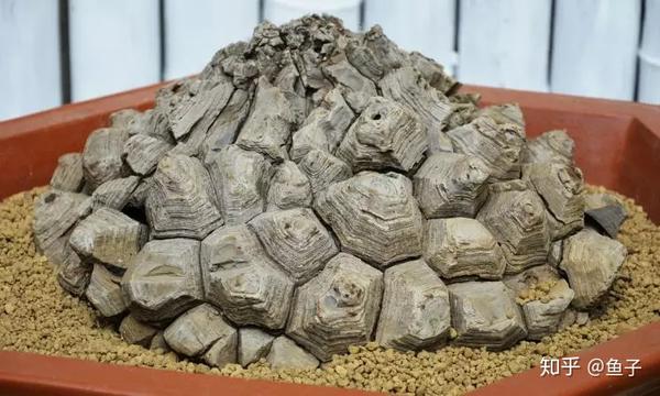 南非龟甲龙和墨西哥龟甲龙的区别及鉴赏养护 - 知乎