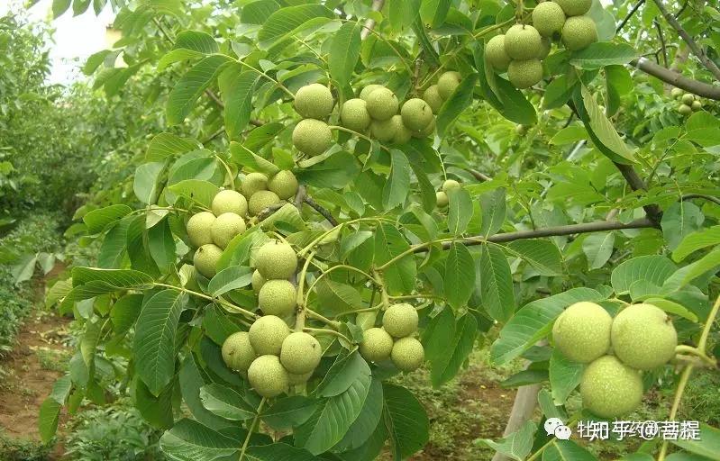 国家正在大力发展的十二种木本油料植物 - 知乎