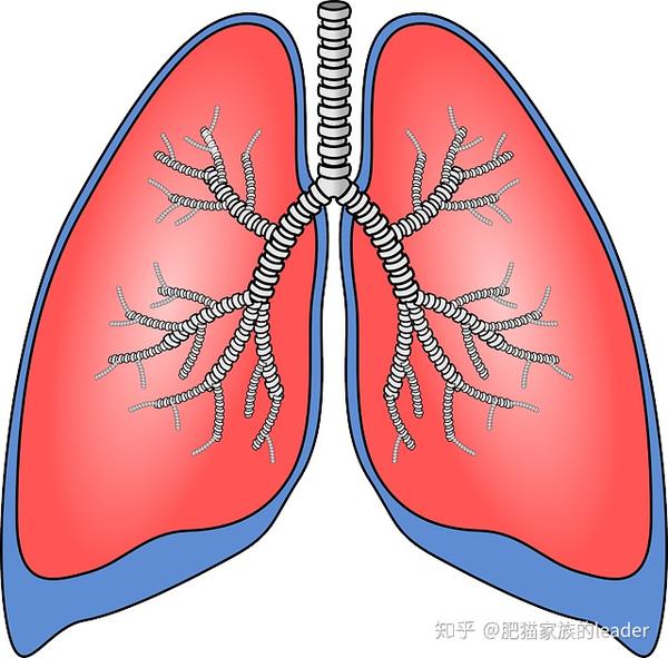 慢性支氣管炎是什麼