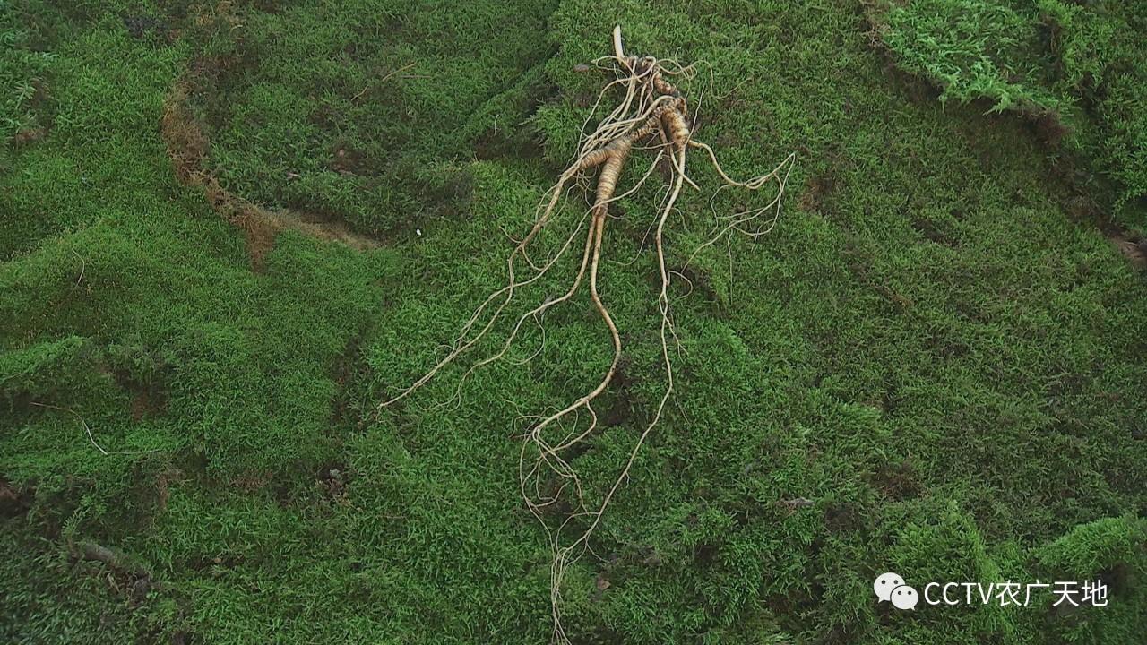 多角度了解百草之王野山参
