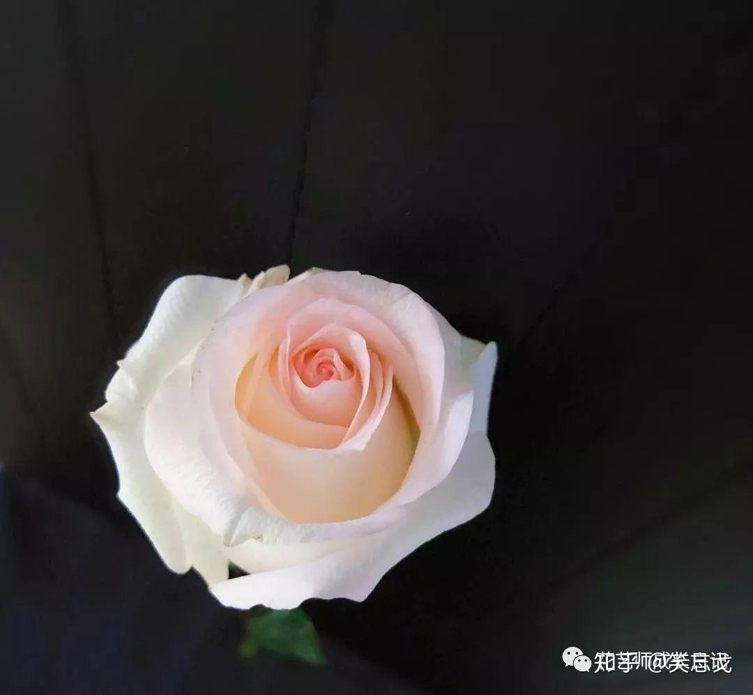 白玫瑰图片_家庭盆栽的白玫瑰图片大全 - 花卉网