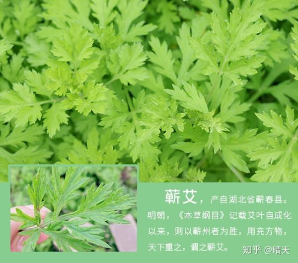艾草之王——蕲艾 - 知乎