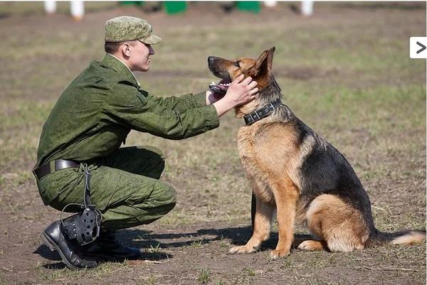 被遗弃的德牧成为军犬余生请幸福下去