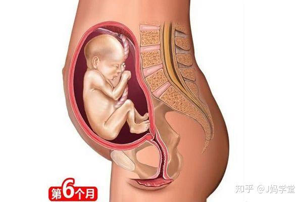 胎儿形成的全过程十张高清组图让你了解生命孕育感叹妈妈伟大