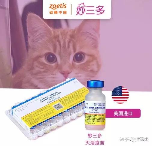 猫咪疫苗详细介绍什么是猫三联猫三联打几针怎么打