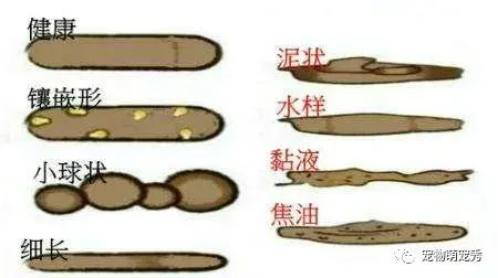 狗狗粪便里的知识!从宠物大便的形状颜色来判断狗狗健康状况! - 知乎