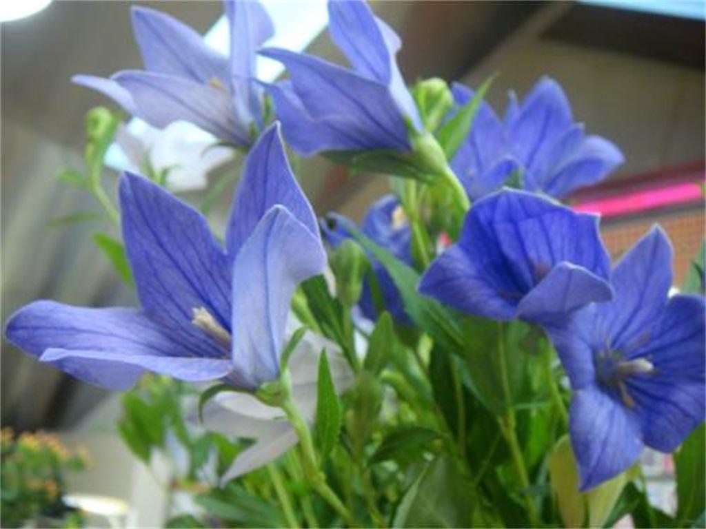 桔梗花：永恒的爱和无望的爱 - 知乎