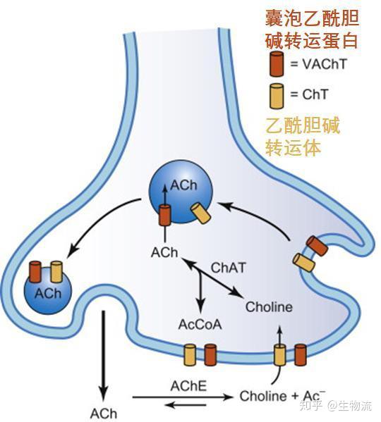 神奇的大腦信使——乙酰膽鹼的生命輪迴之路 - 知乎