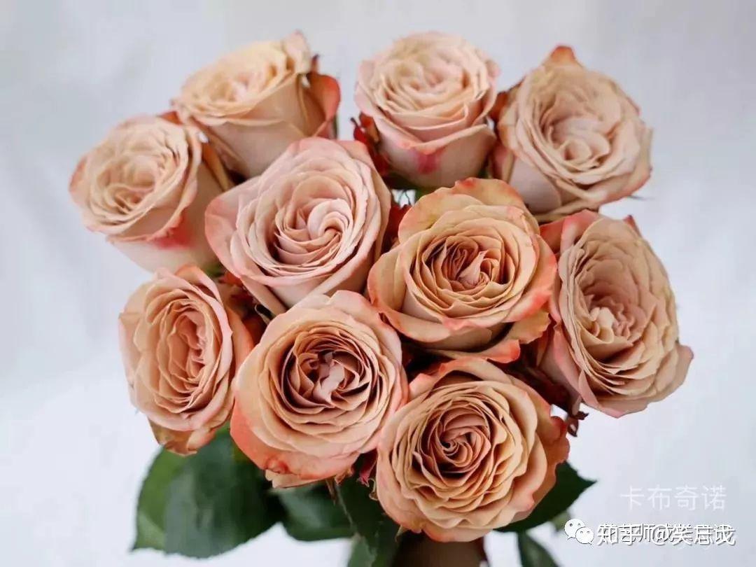 卡布奇洛玫瑰 | 自带温柔气息的玫瑰品种，咖啡的颜色，牛奶的质地，复古却不失气质的柔美 - 知乎