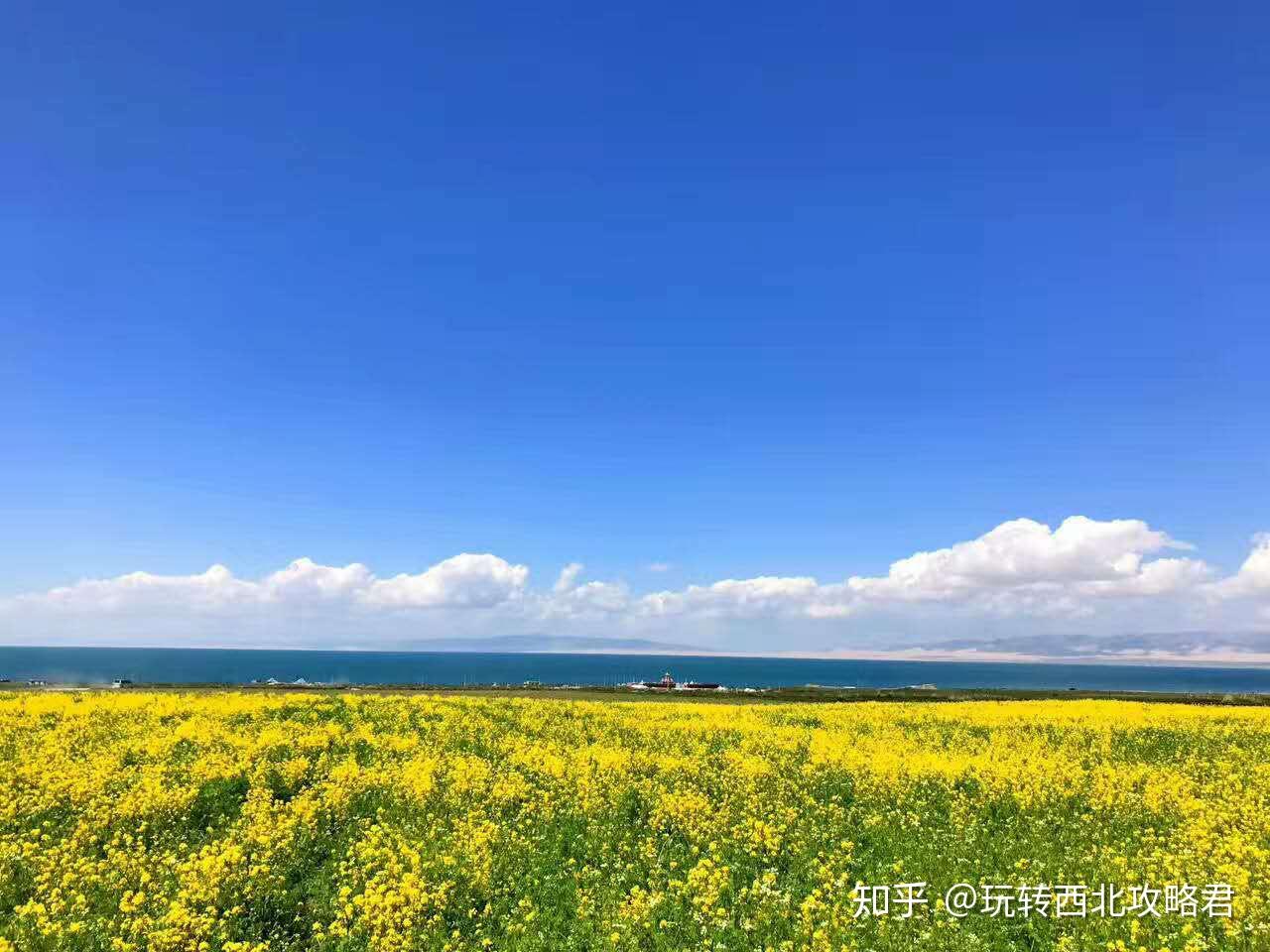 油菜花盛开的青海湖高清图片下载-正版图片500353913-摄图网