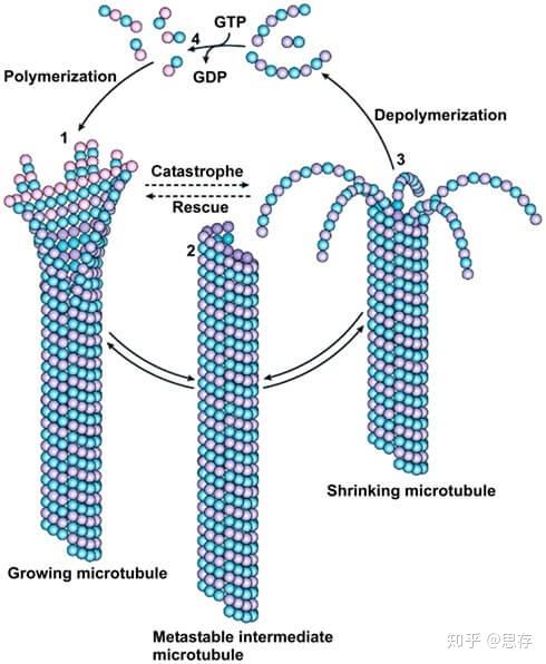 微管蛋白聚合分析试剂盒带你了解tubulin聚合
