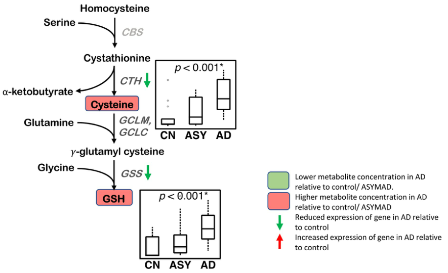 PLoS Med|转录组+代谢组又一力作——阿尔兹海默症转甲基化及多胺通路代谢失调 - 知乎